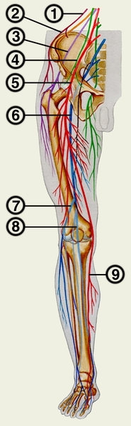 Пояснично-крестцовое сплетение и нервы правой нижней конечности (вид спереди): 1 — подвздошно-подчревный нерв; 2 — подвздошно-паховый нерв; 3 — боковой кожный нерв бедра; 4 — полово-бедренный нерв; 5 — бедренный нерв; 6 — седалищный нерв; 7 — общий малоберцовый нерв; 8 — большеберцовый нерв; 9 — скрытый нерв