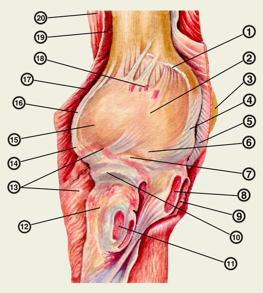Рис. 1. Топография локтевого сустава. Локтевой сустав с обнаженной суставной капсулой локтевого сустава: 1 — <a href=