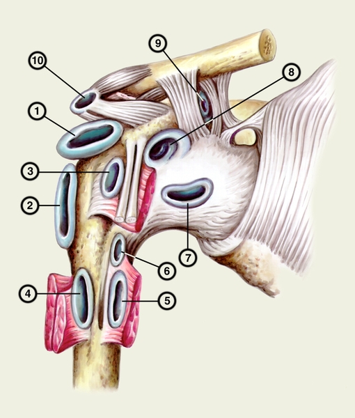 Рис. 1. Схематическое изображение синовиальных сумок в области правого плечевого сустава: 1 — субакромиальная сумка; 2, 3 — двойная поддельтовидная сумка; 4 — сумка большой грудной мышцы; 5 — сумка широчайшей мышцы спины; 6 — подсухожильная сумка широчайшей мышцы спины; 7 — сумка подлопаточной мышцы; 8 — подклювовидная сумка; 9 — сумка между ножками клювовидно-акромиальной <a href=