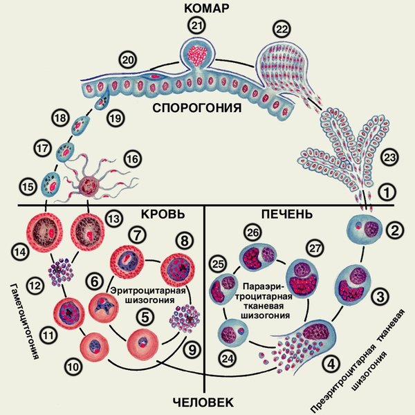 Рис. 2. Жизненный цикл Plasmodium vivax, Plasmodium ovale, Plasmodium malariae: 1 — выход спорозоитов из протока слюнной железы комара и внедрение их в клетки печени; 2 — экзоэритроцитарный трофозоит; 3 — экзоэритроцитарный шизонт; 4 — выход экзоэритроцитарных мерозоитов из гепатоцита в кровь; 5 — кольцевидные трофозоиты в эритроците; 6 — юный трофозоит; 7 — незрелый эритроцитарный шизонт; 8 — зрелый эритроцитарный шизонт; 9 — эритроцитарные мерозоиты; 10—12 — гаметоцитогония; 13 — мужской гаметоцит; 14 — женский гаметоцит; 15 — женская гамета; 16 — образование мужских гамет; 17 — оплодотворение; 18 — зигота; 19 — оокинета; 20, 21 — развитие ооцисты; 22 — выход спорозоитов из зрелой ооцисты; 23 — спорозоиты в слюнной железе комара; 24—27 — параэритроцитарная тканевая шизогония (медленно развивающиеся спорозоиты)