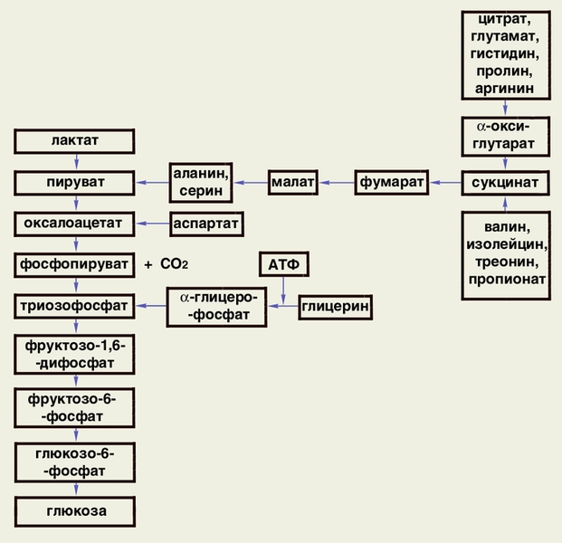 Рис. 1. Схема синтеза глюкозы (глюконеогенеза) из неуглеводных предшественников