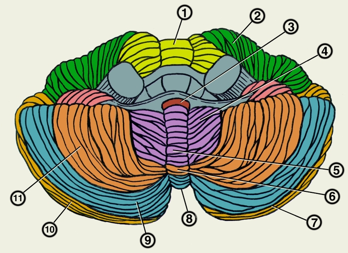 Рис. 2. Схематическое изображение мозжечка (<a href=