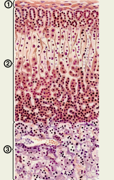 Рис. 3. Гистологическое строение надпочечника: 1 — собственная соединительнотканная капсула надпочечника; 2 — корковое вещество; 3 — мозговое вещество