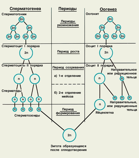 Рис. 1. Схема гаметогенеза