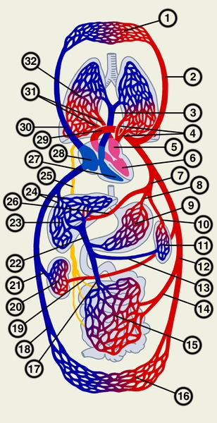 Рис. 1. Схема кровообращения человека: 1 — капилляры головы, верхних отделов туловища и верхних конечностей; 2 — <a href=