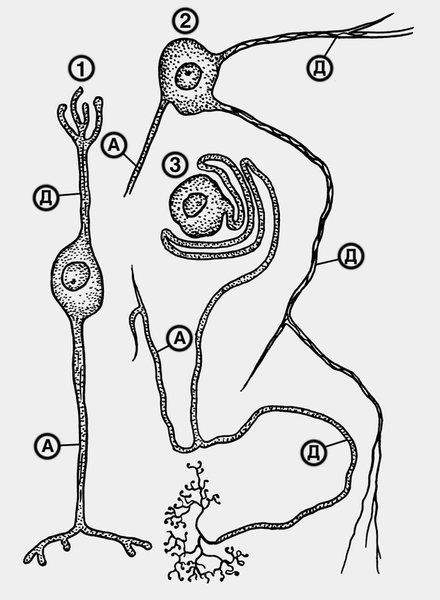 Рис. 2. Схематическое изображение афферентных нервных клеток высших позвоночных животных: 1 — биполярная <a href=