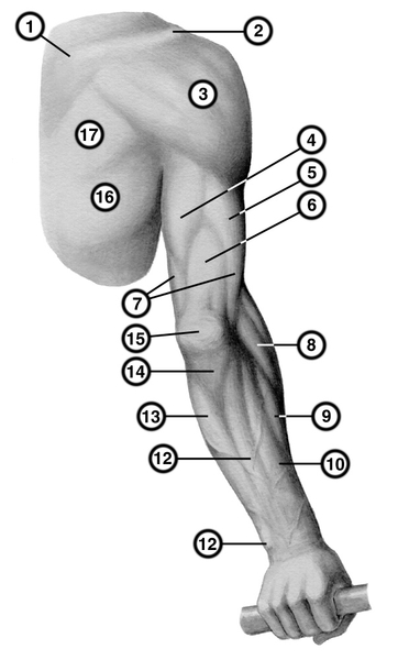 Рис. 1а). Мышцы пояса правой верхней конечности и плеча. Рельеф мышц и костных выступов сзади: 1 — ость лопатки; 2 — <a href=