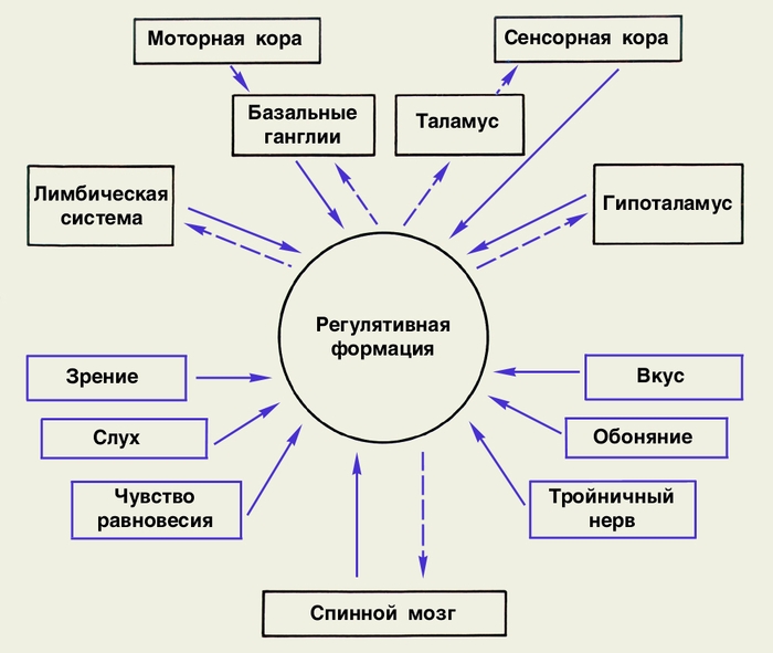 Схематическое изображение основных афферентных и эфферентных связей в процессе осуществления подкорковых функций