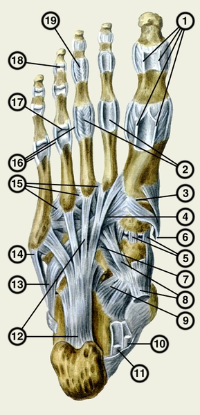 Рис. 5. Суставы и связки стопы (вид снизу): 1 — влагалищные связки; 2 — подошвенные связки предплюсны; 3 — I предплюсне-плюсневый сустав; 4 — сухожилие длинной малоберцовой мышцы; 5 — подошвенные клиноладьевидные связки; 6 — сухожилие передней большеберцовой мышцы; 7 — подошвенная кубовидно-ладьевидная связка; 8 — сухожилие задней большеберцовой мышцы; 9 — пяточно-ладьевидная связка; 10 — сухожилие длинного сгибателя пальцев стопы; 11 — сухожилие длинного сгибателя большого пальца стопы; 12 — длинная подошвенная связка; 13 — сухожилие длинной малоберцовой мышцы; 14 — сухожилие короткой малоберцовой мышцы; 15 — подошвенные плюсневые связки; 16 — коллатеральные связки; 17 — плюснефаланговый сустав (вскрыт); 18 — межфаланговый сустав; 19 — суставная капсула