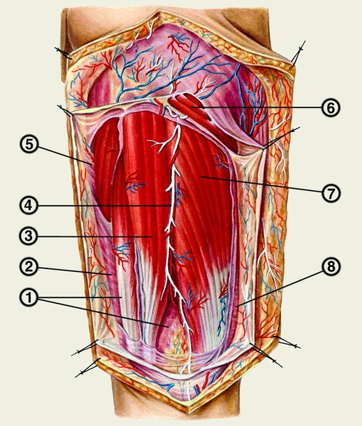 Рис. 3. Мышцы задней поверхности бедра: 1 — полуперепончатая мышца; 2 — портняжная мышца; 3 — полусухожильная мышца; 4 — задний кожный бедренный нерв; 5 — большая приводящая мышца; 6 — большая ягодичная мышца; 7 — длинная головка двуглавой мышцы бедра; 8 — короткая головка двуглавой мышцы бедра