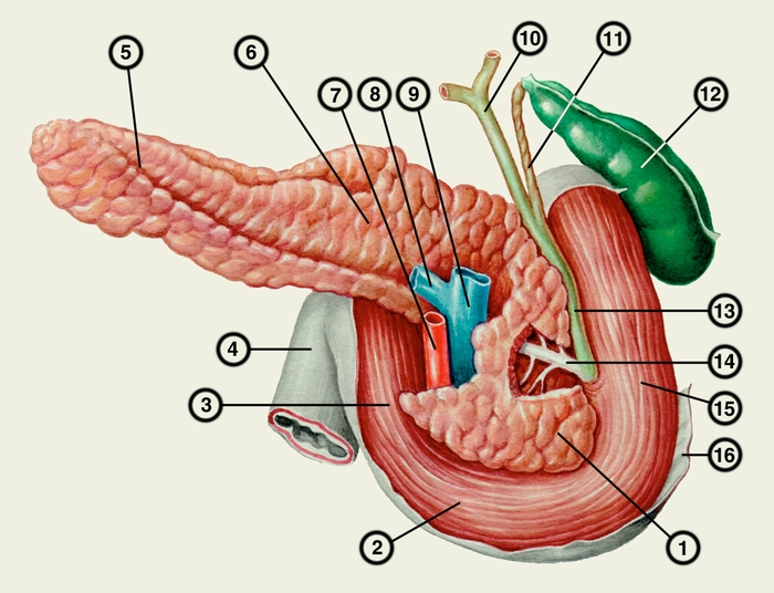 Рис. 1. Схема строения поджелудочной железы и соотношения её с другими органами (вид сзади): 1 — <a href=