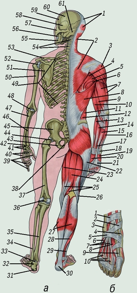 Рис. 3. Мышечная и костная система человека: 