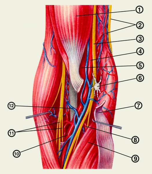 Рис. 3. Топография локтевого сустава. Топография глубоких образований (мышцы, нервы, сосуды и т. д.) области локтевого сустава (<a href=
