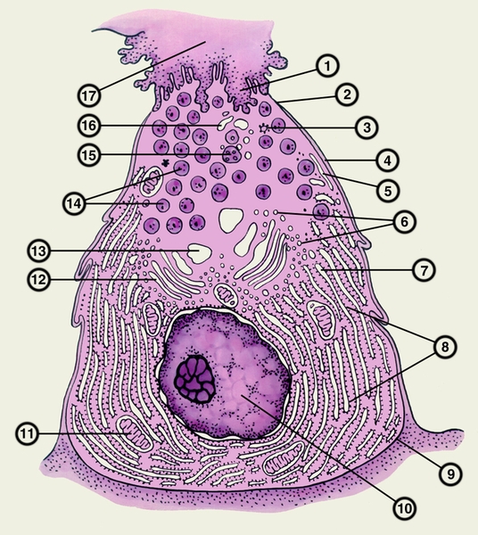 Рис. 3. Схема строения ацинозной клетки поджелудочной железы по Кейзу (R.М. Case): 1 — кавеола; 2 — плотное соединение; 3 — покрытая <a href=