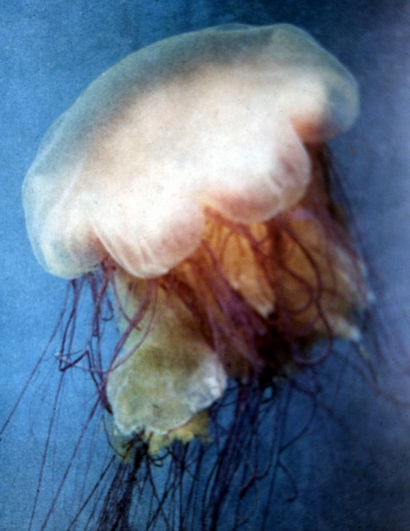 Медуза Цианея