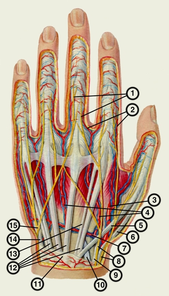 Рис. 8. Сосуды и нервы тыльной поверхности левой кисти: 1 — тыльные пальцевые нервы; 2 — тыльные пальцевые артерии; 3 — лучевая артерия; 4 — тыльные пястные артерии; 5 — сухожилие длинного разгибателя большого пальца; 6 — сухожилие короткого разгибателя большого пальца; 7 — тыльная запястная ветвь лучевой артерии; 8 — разветвления поверхностной ветви лучевого нерва; 9 — сухожилие длинного лучевого разгибателя запястъя; 10 — сухожилие короткого лучевого разгибателя запястья; 11 — <a href=