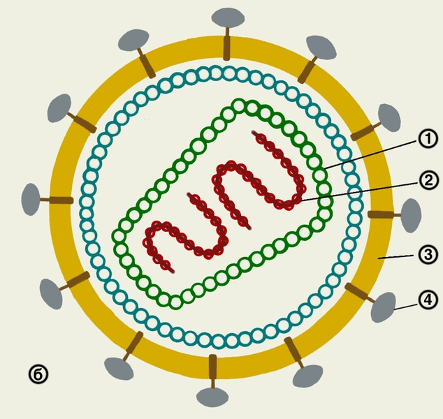 Рис. 1б). Схема строения вируса иммунодефицита человека: 1 — капсомеры; 2 — геном; 3 — липопротеиновая оболочка (суперкапсид); 4 — гликопротвиды