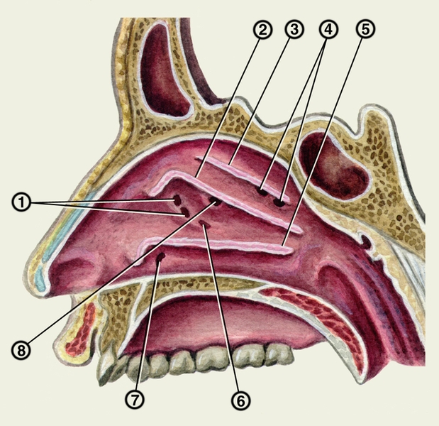 Рис. 3. Латеральная стенка полости носа (большая часть носовых раковин удалена): 1 — отверстия передних ячеек решетчатой кости; 2 — <a href=