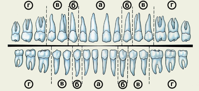 Рис. 1. Схематическое изображение зубных рядов взрослого человека: а — резцы; б — клыки; в — малые коренные зубы; г — большие коренные зубы