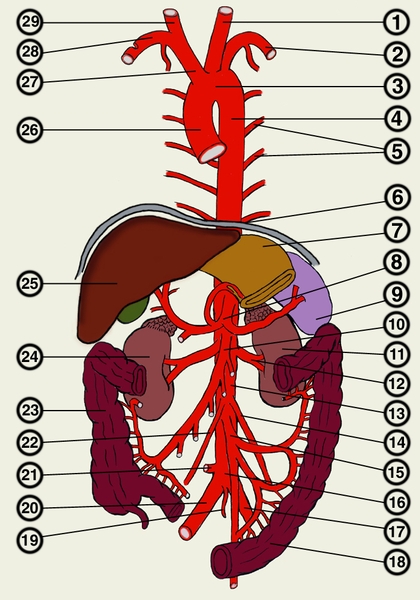 Рис. 1. Схема аорты, ее частей и ветвей (<a href=