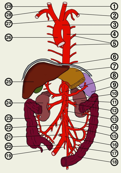 Где Находится Аорта У Человека Фото