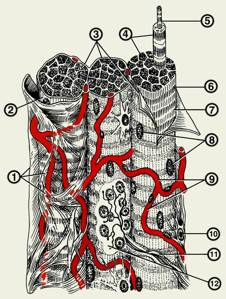 Рис. 1. Схема строения поперечнополосатой мышечной ткани: 1 — <a href=