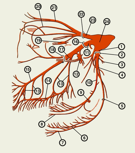 Рис. 4. Схематическое изображение тройничного нерва и его ветвей: 1 — нижнечелюстной нерв (третья ветвь тройничного нерва); 2 — уровень овального отверстия в основании черепа; 3 — ушно-височный нерв; 4 — нижний альвеолярный нерв; 5 — уровень отверстия нижней челюсти; 6 — нижнее зубное сплетение; 7 — подбородочный нерв; 8 — подъязычный нерв; 9 — нижнечелюстной <a href=