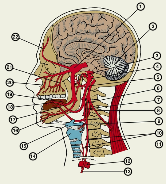Рис. 2. Схематическое изображение стволов и основных ветвей черепных нервов: 1 — ганглий тройничного нерва; 2 — мозжечок; 3 — барабанная струна; 4 — лицевой нерв; 5 — нижний ганглий блуждающего нерва; 6 — глоточная ветвь блуждающего нерва; 7 — глоточная ветвь языкоглоточного нерва; 8 — добавочный нерв; 9 — верхний гортанный нерв; 10 — сердечные ветви блуждающего нерва; 11 — возвратный гортанный нерв; 12 — <a href=