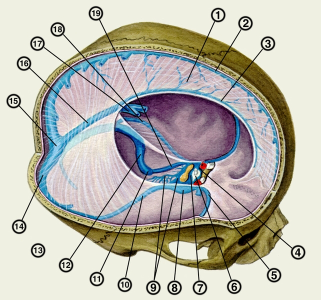 Рис. 1. Твердая оболочка головного мозга, вид справа и сверху (правая часть крыши черепа удалена горизонтальным и сагиттальным распилами): 1 — серп большого мозга; 2 — верхний продольный синус; 3 — нижний продольный синус; 4 — межпещеристый синус; 5 — клиновидно-теменной синус; 6 — <a href=