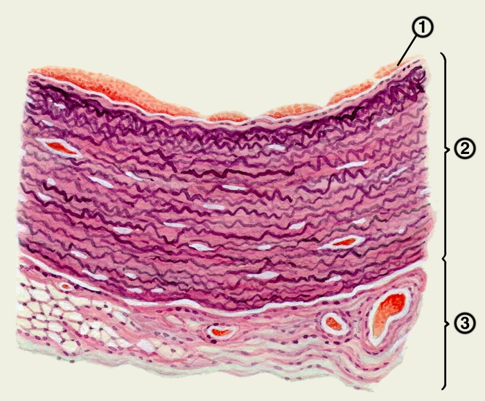 Рис. 3. Схематическое изображение микроскопического строения стенки аорты: 1 — <a href=