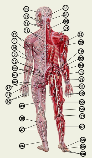 Рис. б). Схематическое изображение нервов и их ветвей, составляющих периферическую нервную систему (кожный покров, часть мышц, передняя стенка грудной клетки и <a href=