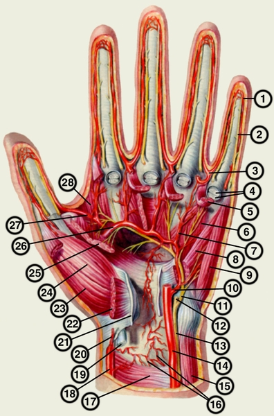 Рис. 6. Сосуды и нервы ладонной поверхности левой кисти: 1 — собственная ладонная пальцевая артерия; 2 — общая ладонная пальцевая артерия; 3 — собственный ладонный пальцевой нерв (из локтевого нерва); 4 — поверхностная ладонная дуга; 8 — общий ладонный пальцевой нерв (из локтевого нерва); в — мышца, отводящая мизинец; 7 — короткий сгибатель мизинца; 8 — глубокая ладонная ветвь локтевой артерии; 6 — глубокая ладонная ветвь локтевого нерва; 10 — ладонная ветвь локтевого нерва; 11 — локтевая артерия; 12 — локтевые вены; 13 — срединный нерв; 14 — лучевая артерия; 15 — ладонная ветвь срединного нерва; 16 — поверхностная ладонная ветвь лучевой артерии; 17 — удерживатель сухожилий сгибателей; 18 — короткая мышца, отводящая большой палец; 19 — короткий сгибатель большого пальца; 20 — общий пальцевой ладонный нерв (срединного нерва); 21 — мышца, приводящая большой палец; 22 — червеобразная мышца; 23 — сухожилие поверхностного сгибателя пальцев; 24 — фиброзное <a href=