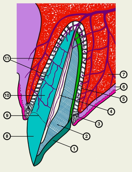 Рис. 4. Схематическое изображение зуба: 1 — эмаль, 2 — дентин, 3 — цемент, 4 — пульпа с проходящими в ней сосудами и нервными волокнами, 5 — <a href=
