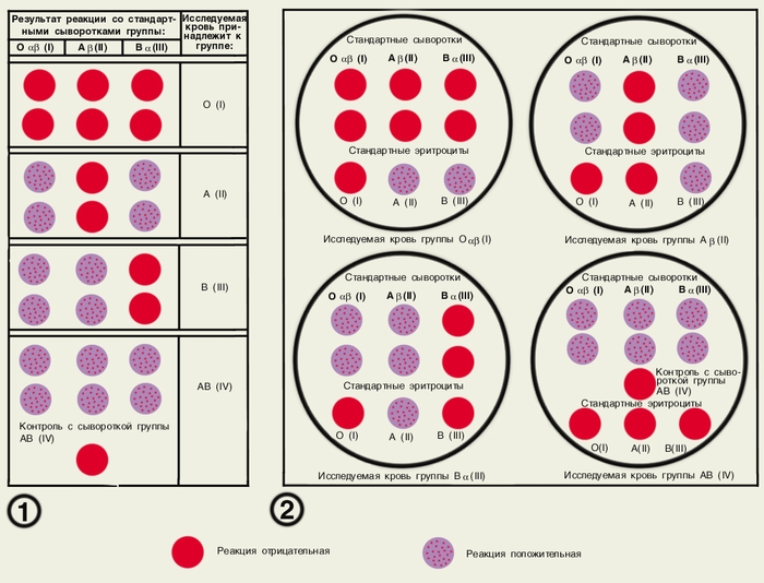 Рис. 1. Определение групп крови при помощи стандартных сывороток. 