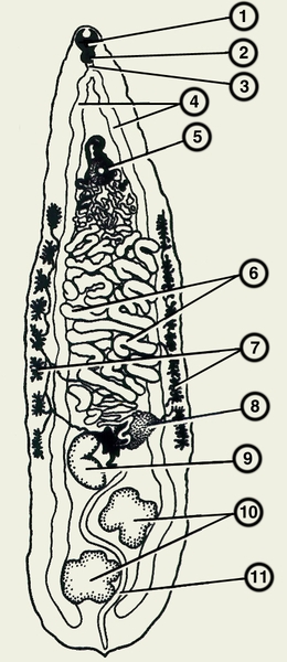 Схема строения Opistorchis felineus: 1 — ротовая присоска; 2 — <a href=