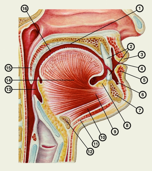 Рис. а). Ротовая полость и окружающие ее органы и ткани (средний <a href=