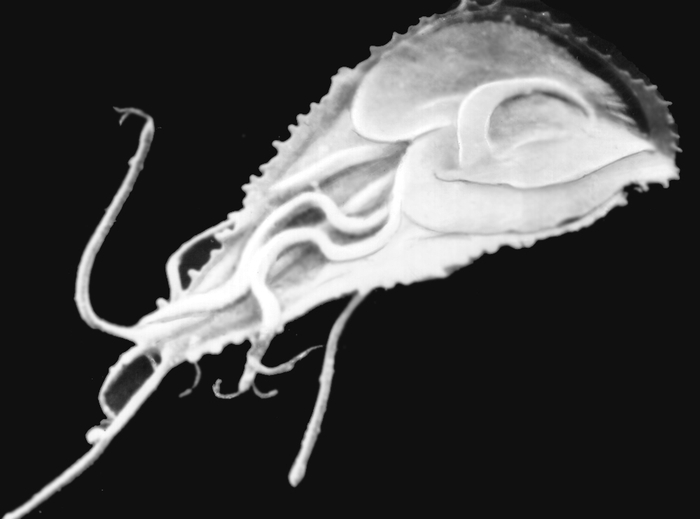 Рис. 2. Изображение вегетативной формы лямблии, полученное при помощи сканирующего электронного микроскопа