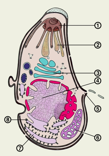 Схема ультраструктуры токсоплазмы (спорозоита): 1 — <a href=