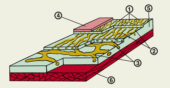 Рис. 1. Схематическое изображение строения лимфатического русла в париетальной плевре: 1 — лимфатические капилляры поверхностной сети; 2 — лимфатические капилляры глубокой сети; 3 — лимфатические сосуды; 4 — <a href=