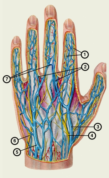 Рис. 9. Поверхностные нервы и вены тыльной поверхности левой кисти: 1 — тыльные пальцевые нервы; 2 — межголовчатые вены; 3 — латеральная подкожная вена руки; 4 — поверхностная ветвь лучевого нерва; 5 — медиальная подкожная вена руки; 6 — тыльная ветвь локтевого нерва; 7 — венозные дуги пальцев