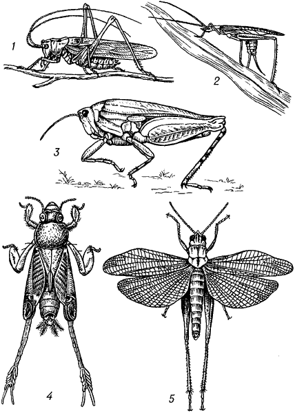 Прямокрылые насекомые развитие