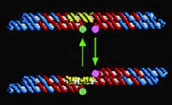 Рис. 1. Две молекулы ДНК (обозначены красным и голубым) соединены с помощью 