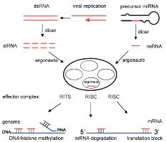 Фермент Dicer разрезает двуцепочечную РНК. При этом образуются siRNA или microRNA. Эти процессирован