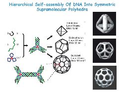Супрамолекулярные многогранники, полученные самосборкой фрагментов ДНК.