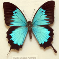 Рис.2.  Фото бабочки Papilio ulysses, крылья которой являются природным фотонным кристаллом.