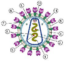 Структура вириона неикосаэдрического оболочечного вируса на примере ВИЧ.Цифрами обозначены: (1) 