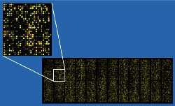 Микрочип для 40000 проб, в котором каждая точка отображена псевдоцветом в соответствии с уровнем экс