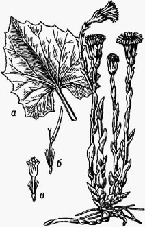 Мать-и-мачеха: а - лист; б - краевой пестичный цветок; в - срединный обоеполый, цветок
