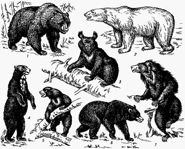 Медведи: 1 - бурый; 2 - белый; 3 - белогрудый; 4 - очковый; 5 - малайский; 6 - барибал; 7 - губач