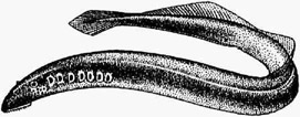 Минога тихоокеанская